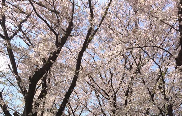 さくら